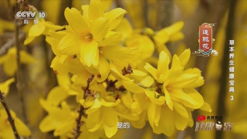 健康之路 《健康之路》 20240503 草本养生健康宝典 3