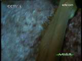 人与自然 自然发现 珊瑚礁战场 下