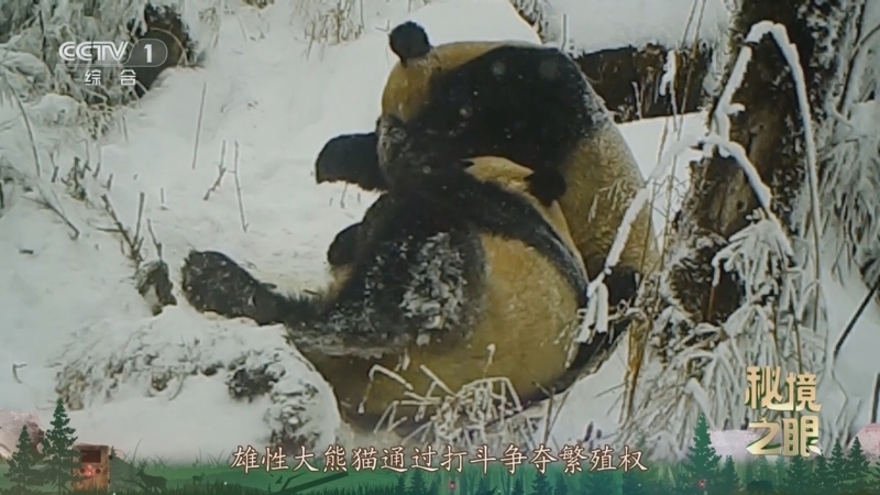 秘境之眼 《秘境之眼》 大熊猫 20250902