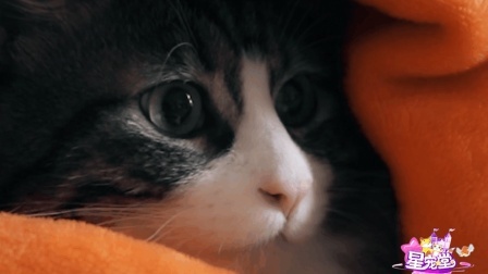 猫咪真的会做噩梦吗 铲屎官带你进入猫咪的梦境