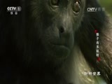 动物世界 《动物世界》 20170517 猴子有多聪明