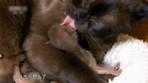 萌宠养成计划 缅甸猫贵族宝宝