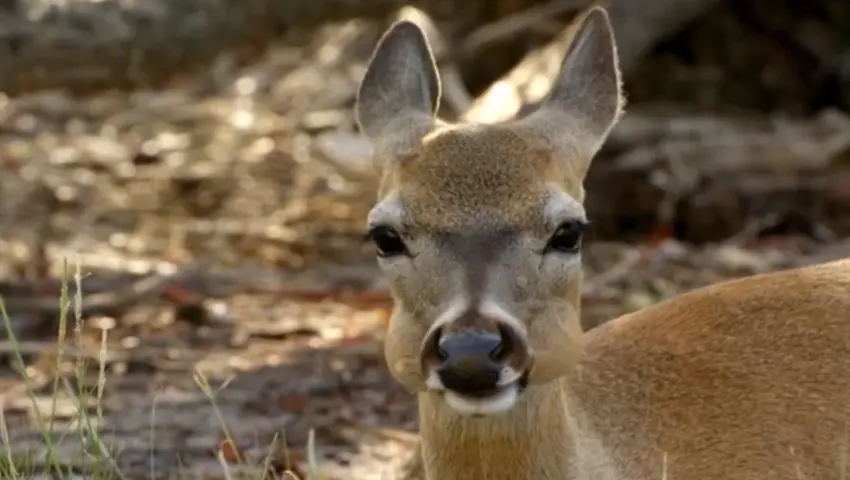 《自然世界：佛罗里达——美国的动物天堂》第1集
