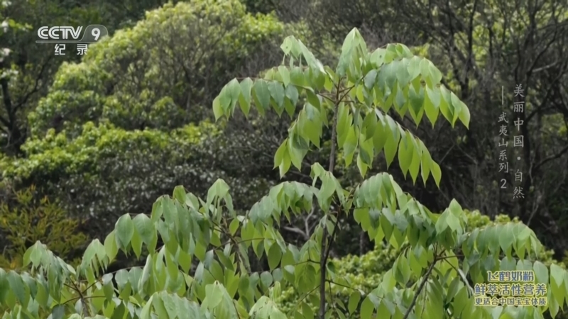 《美丽中国 自然——武夷山系列》 第2集