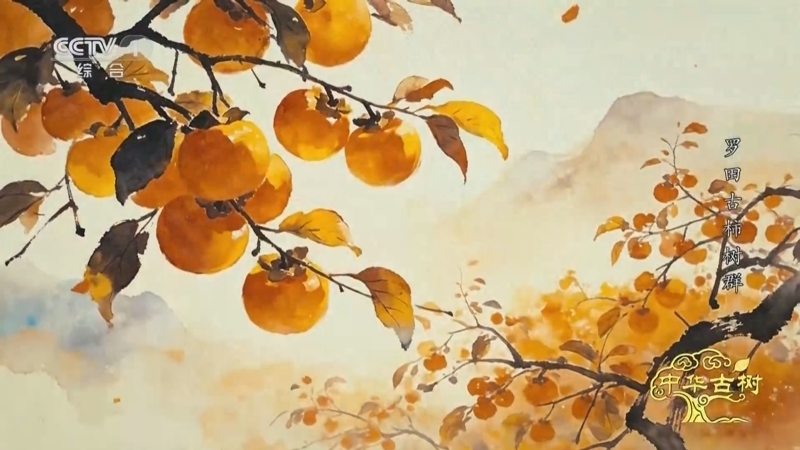 《中华古树》 罗田古柿树群