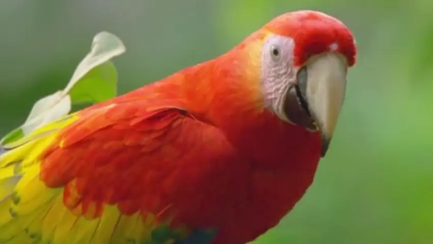 《鸟瞰地球》第4集