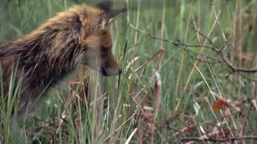 《野猪：卷土重来》第1集