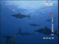 动物世界 动物世界 2009年 第148期