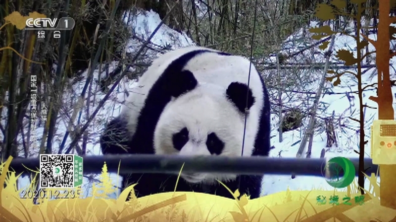 秘境之眼 《秘境之眼》 大熊猫/黑颈鹤/中华斑羚/高山兀鹫/猞猁/荒漠猫 20221126