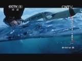 动物世界 《动物世界》 20140312 自然界中的大卫-科波菲尔（一）