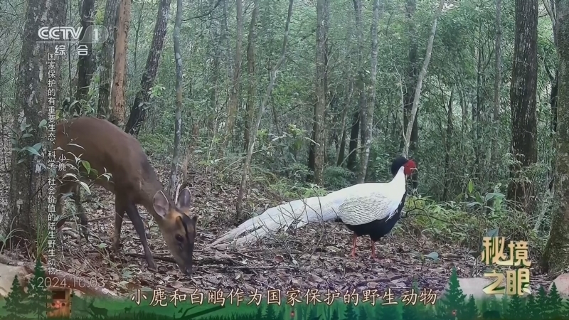 秘境之眼 《秘境之眼》 小麂/白鹇 20250324