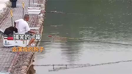 品人生百味第二季 戏精狗子上线，假装不会游泳，结果主人上了当
