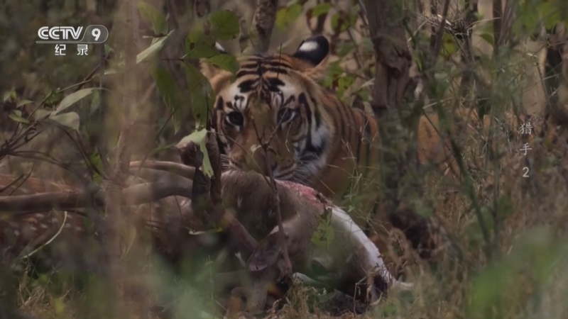 《猎手》 第2集 新手