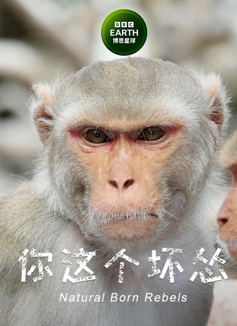 你这个坏怂（Natural Born Rebels ） 海报