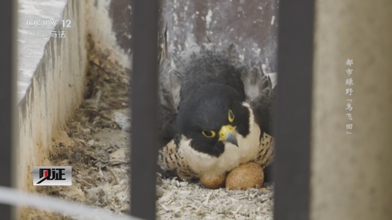 《见证》 20251221 都市绿野“鸟飞回”