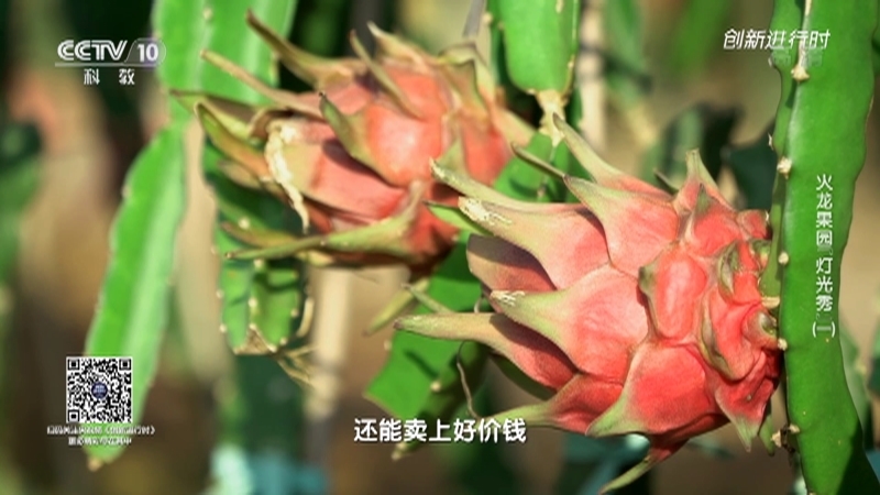《创新进行时》 20210301 火龙果园“灯光秀”（一）