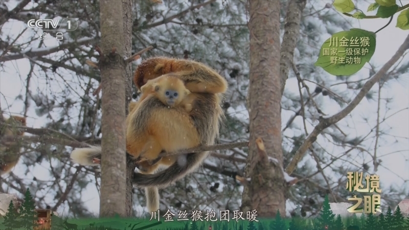 秘境之眼 《秘境之眼》 川金丝猴 20250308