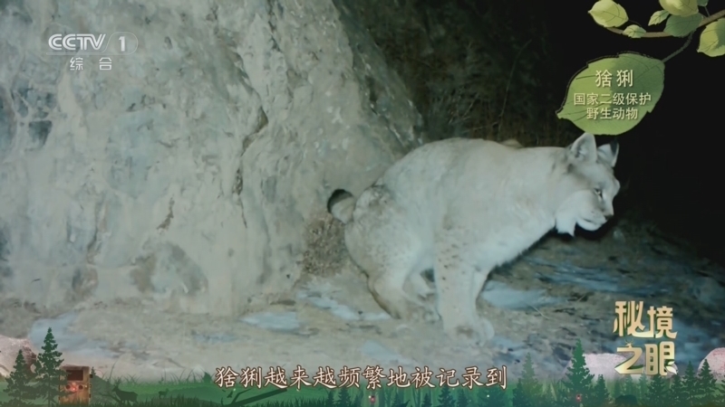 秘境之眼 《秘境之眼》 猞猁 20250120
