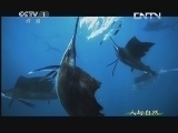人与自然 《人与自然》 20131028 自然发现 生命—海阔凭鱼跃