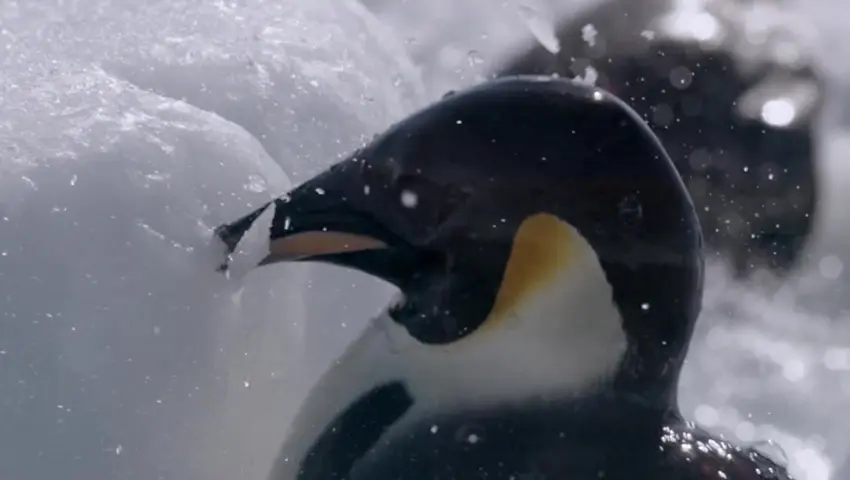 《冰冻星球》第5集