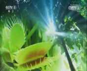 人与自然 《人与自然》 20140724 大迁徙（下）