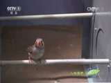 人与自然 《人与自然》 20150504 自然发现：魅力的秘密