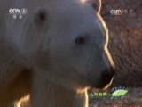 人与自然 《人与自然》 20160104 极地攻击（上）
