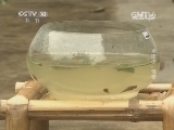 走近科学 《走近科学》 20140703 水田小“怪物”