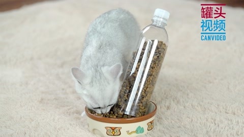 举起爪儿来 DIY猫咪凉席卷！