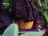 《花季中国》 20180430 花之奇