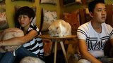 爱情保卫战 女友爱猫如命宁愿打胎令男友寒心