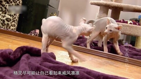 萌宠养成计划 精灵宝宝第一次照镜子