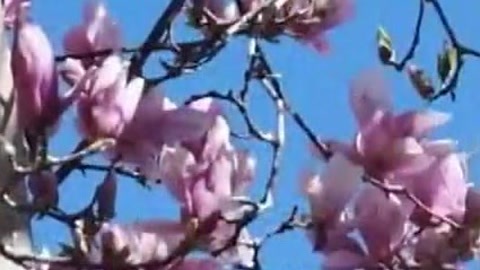 经典传奇 探秘神奇药王谷
