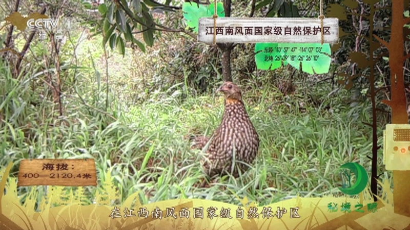 《秘境之眼》 黄腹角雉 20211103
