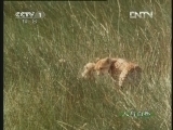 人与自然 《人与自然》 20130209 自然故事 猎豹妈妈传奇（上）