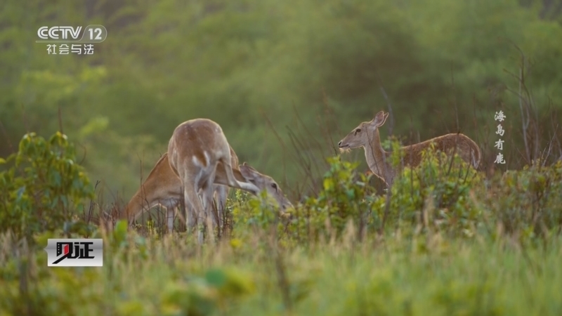 《见证》 20260118 海岛有鹿