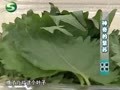 我爱每一天 《我爱每一天》20110824：神奇的紫苏