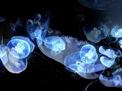 经典传奇 水怪魅影大揭秘