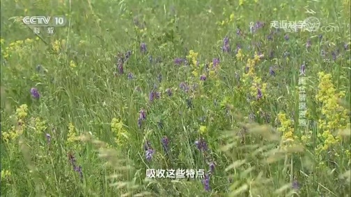 走近科学 《走近科学》 20190731 火眼金睛探资源