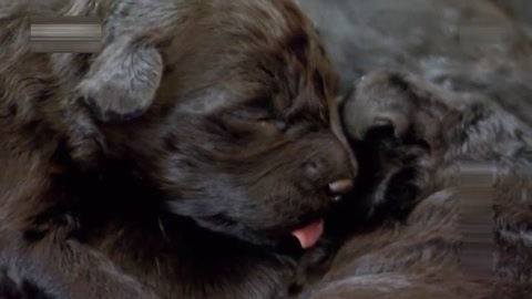 萌宠养成计划 葡萄牙水犬宝宝