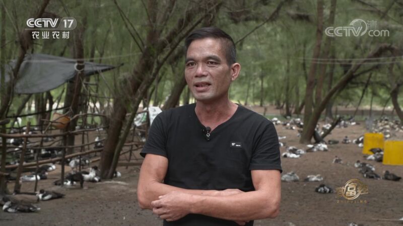 致富经 《致富经》 20201113 本地黑鸭 外地来财