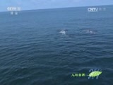 人与自然 《人与自然》 20161014 南美野生世界-企鹅海岸（下）