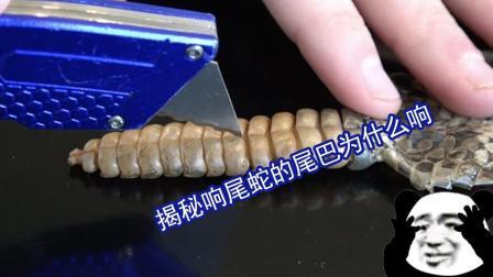 聊斋怪谈 响尾蛇尾巴为啥响国外父子作死实验切蛇尾巴
