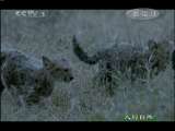 人与自然 原生故事：猎豹母亲（下）
