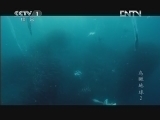魅力纪录（CCTV-1综合频道） 《魅力纪录》 20121002 鸟瞰地球 第二集 非洲