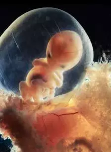 胎儿发育 震撼3D 海报