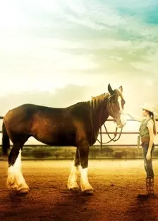 关于一匹马的故事 海报