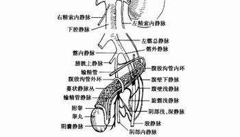 精索   精索:是从腹股沟管深环至睾丸上端的一对柔软的圆索状结构,其