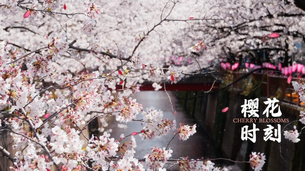 春季樱花赏花自媒体片头