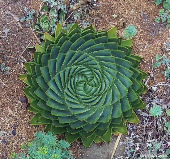 多叶芦荟,也叫螺旋芦荟普通芦荟的升级版本——彩虹桉树